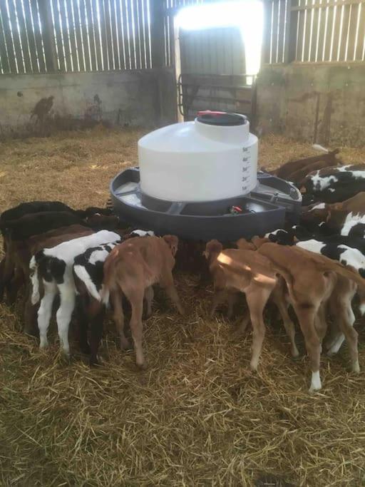 Gite A La Ferme, Au Coeur Du Mene Laurenan Екстериор снимка