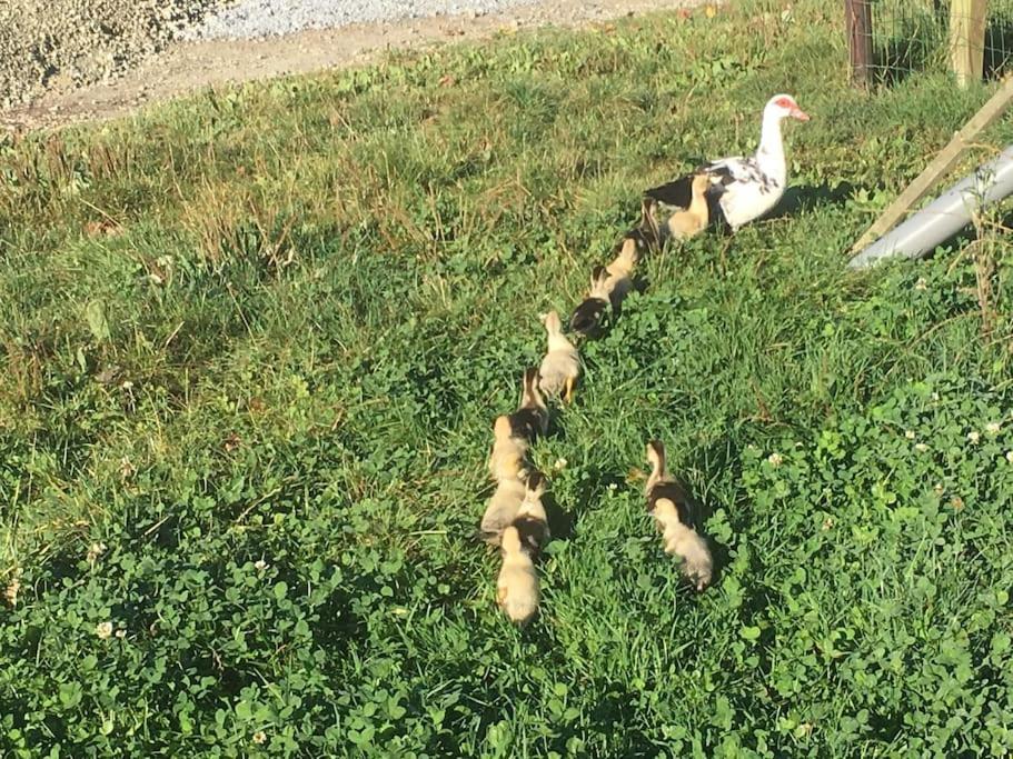 Gite A La Ferme, Au Coeur Du Mene Laurenan Екстериор снимка